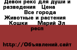 Девон рекс для души и разведения › Цена ­ 20 000 - Все города Животные и растения » Кошки   . Марий Эл респ.